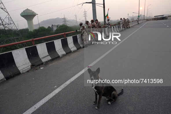 A dog sits on a blocked highway as security personnel watch celebrating farmers a day after Prime Minister Narendra Modi announced that he w...