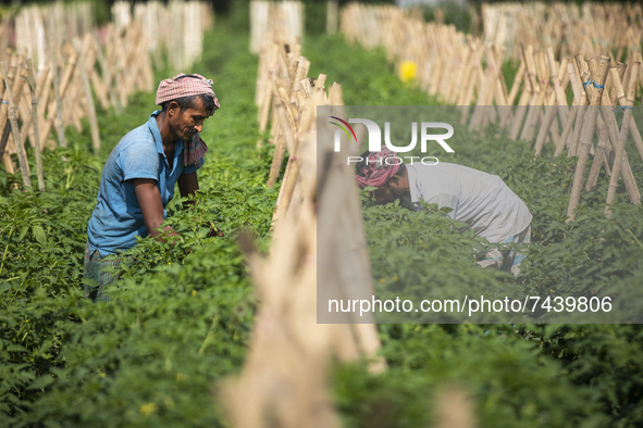 Farmers works in a bean field in Karanigonj on the outskirts of Dhaka on November 18, 2021. 