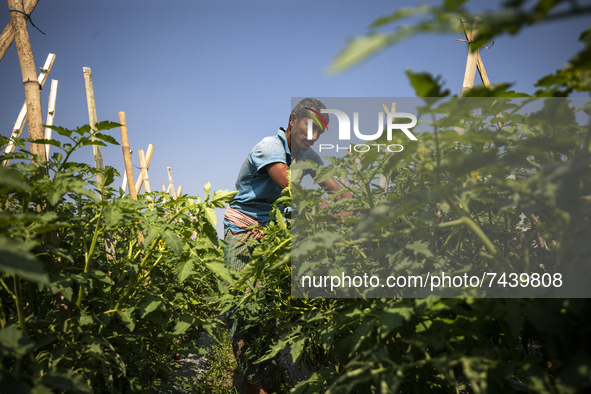 A man works in a bean field in Karanigonj on the outskirts of Dhaka on November 18, 2021. 
