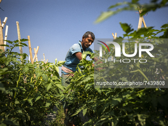 A man works in a bean field in Karanigonj on the outskirts of Dhaka on November 18, 2021. (