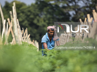 A man works in a bean field in Karanigonj on the outskirts of Dhaka on November 18, 2021. (
