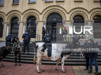 Ranchers with two bovine animals in front of the Asturian presidential building as a sign of protest against the rise in prices and the lack...