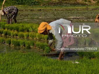 Women farmer uproots rice seedlings in a paddy field on the outskirts of Guwahati India, Feb. 17, 2022.  (