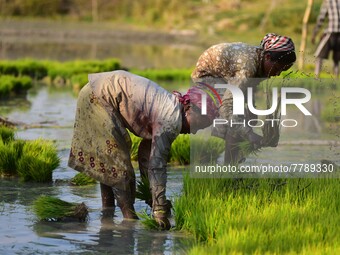 Women farmer uproots rice seedlings in a paddy field on the outskirts of Guwahati India, Feb. 17, 2022.  (