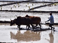 A farmer ploughs paddy fields for rice planting at a village on the outskirts of Guwahati India, Feb. 17, 2022.  (