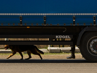 Service dog checks the vihicle at the BCP Customs Control Zone on the border between Ukraine and Moldova (