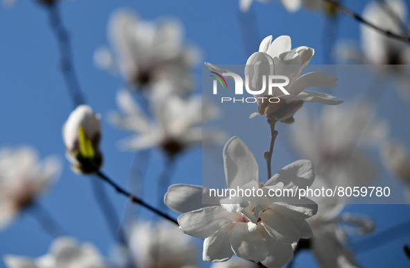 ZAPORIZHZHIA, UKRAINE - APRIL 10, 2022 - Magnolia blossoms stand out against the blue sky in Dubovyi Hai (Oak Grove) Park on a sunny spring...