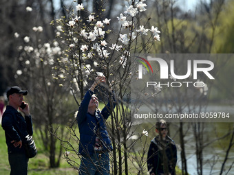 ZAPORIZHZHIA, UKRAINE - APRIL 10, 2022 - A woman takes a picture of magnolia blossoms in Dubovyi Hai (Oak Grove) Park on a sunny spring day,...
