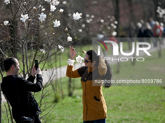 ZAPORIZHZHIA, UKRAINE - APRIL 10, 2022 - A man takes a picture of a woman posing near a blooming magnolia tree in Dubovyi Hai (Oak Grove) Pa...