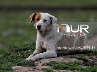 A Brown and White colored dog sits inside a ground in Sopore, Baramulla, Jammu and Kashmir, India on 15 April 2022. (