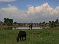 Cows Grazing as clouds appear over sky in Sopore, Baramulla, Jammu and Kashmir, India on 15 April 2022. (