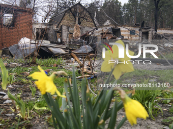 Narcissus bloom near the Residental house destroyed during Russia's invasion of Ukraine, in Moshchun, Ukraine April 22, 2022 (