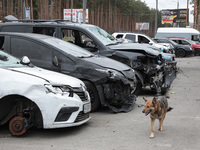 IRPIN, UKRAINE - APRIL 20, 2022 - A dog walks past cars destroyed as a result of Russian shelling at a parking lot in Irpin that was liberat...