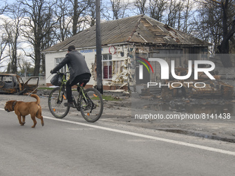 Local man ride bike near Destroyed tank in Kolychivka village, Chernihiv area, April 27, 2022. (