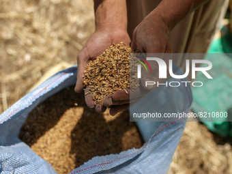 People harvest wheat in Badrashin village, Giza Governorate, Egypt on May 9, 2022  (