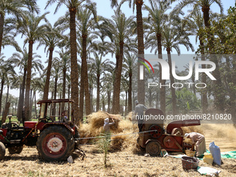 People harvest wheat in Badrashin village, Giza Governorate, Egypt on May 9, 2022  (
