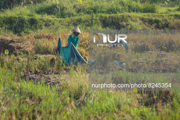 Laborers work in a paddy field on the outskirts of Ungaran, Central Java, Indonesia during a rice harvesting season on May 17, 2022. Agricul...
