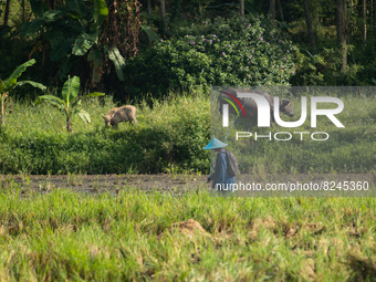 A farmer herding his buffalos at a harvested rice field in Ungaran, Central Java Province, Indonesia on May 17, 2022. (