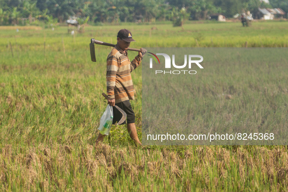 A laborer work in a paddy field on the outskirts of Ungaran, Central Java, Indonesia during a rice harvesting season on May 17, 2022. Agricu...