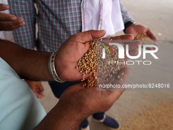 A trader checks the quality of wheat at a wholesale grain market near Sonipat, on the outskirts of New Delhi, India on May 17, 2022. India b...
