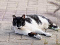 A cat relaxes in Athens on 17 May 2022. (