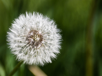 A dandelion is seen a field in Poland on May 18, 2022. (