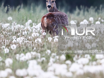 Roe deer on a Dandelions field in Poland on May 18, 2022. (