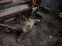  Dead sheep are seen inside the shed ,as locals say the sheep were killed by bullets during a gun-battle between militants and Indian forces...