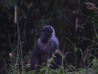 A Sulawesi black monkey (Macaca tonkeana) sits in the hills in the Pangi Binangga Nature Reserve in Parigi Moutong Regency, Central Sulawesi...