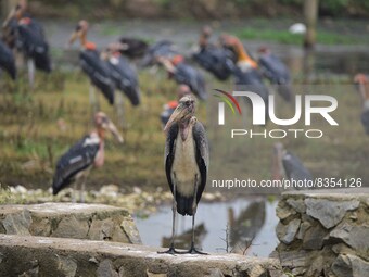  Greater Adjutant storks stand at a garbage dumping site in Guwahati ,india on June 4,2022.World Environment Day is the biggest internationa...