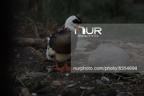 A view of a duck at Los Reyes Lake in Tláhuac, Mexico City, where a group of people took part in a trajinera ride to commemorate World Envir...