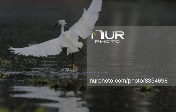 A view of a white heron at Lake Los Reyes in Tláhuac, Mexico City, where a group of people took part in a boat ride to commemorate World Env...