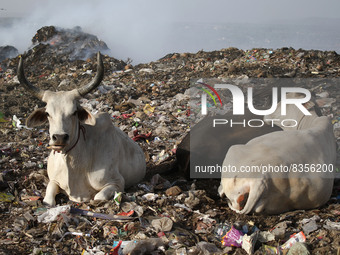 Jaipur : Cows graze in a Sewapura Dumpyard , on World Environment Day in Jaipur, Rajasthan, India, June 05,2022. (Photo By Vishal Bhatnagar/...