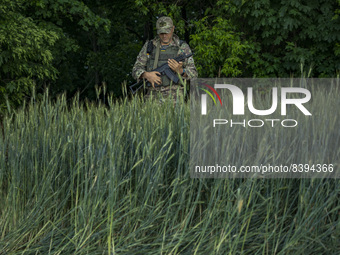 A ukrainian soldier in his pòsition surrounded of wheat plants near the frontline of the Zaporizhzhia province, Ukraine. Harvest can not be...