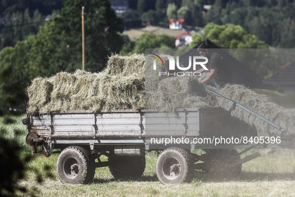 A man collects hay in Krzywaczka, Poland on June 15, 2022. 
