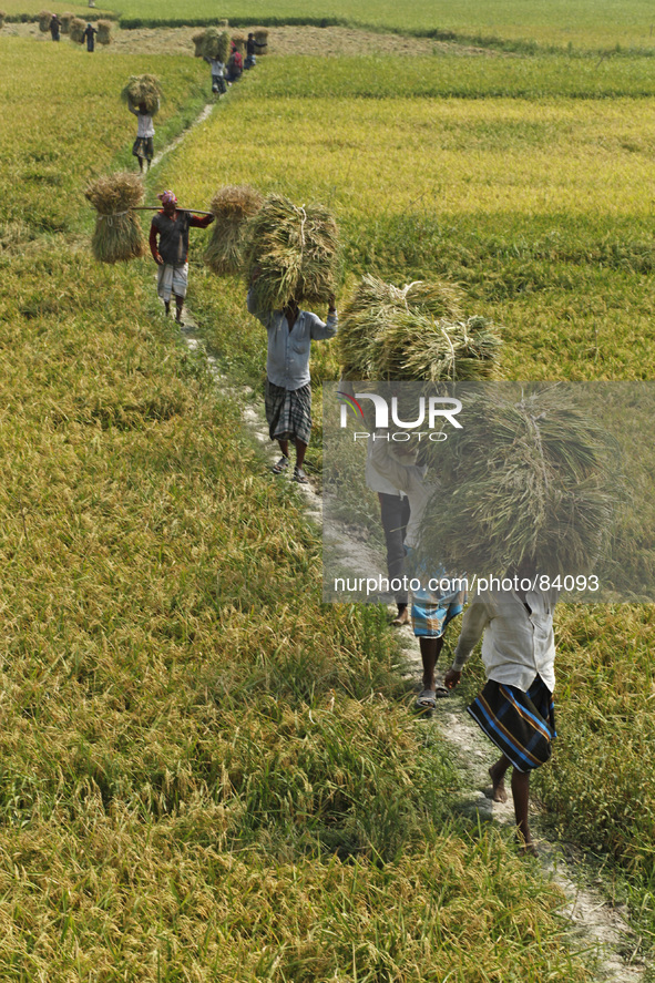Now is Aus season in Bangladesh.Farmers are busy with collecting rice from field at Asulia near Dhaka.
The dominant food crop of Bangladesh...