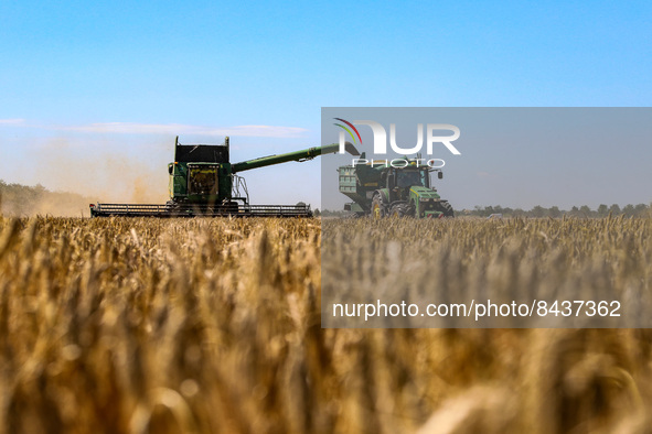 ODESA REGION, UKRAINE - JUNE 22, 2022 - A combine harvester collects grain crops in a field in Odesa Region, southern Ukraine. This photo ca...