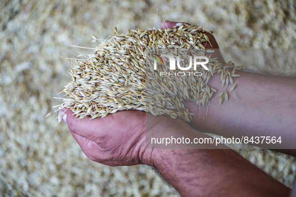 ODESA REGION, UKRAINE - JUNE 22, 2022 - A man holds the grain in two palms, Odesa Region, southern Ukraine. This photo cannot be distributed...