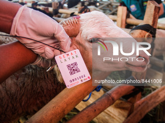 Officers of the Bandung City Food and Agriculture Security Service (DKPP) scanned the barcode of livestock that had been declared healthy th...