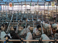 Livestock ready for sale ahead of Eid al-Adha are seen on June 24, 2022 in Bandung, West Java, Indonesia. The medical examination is carried...