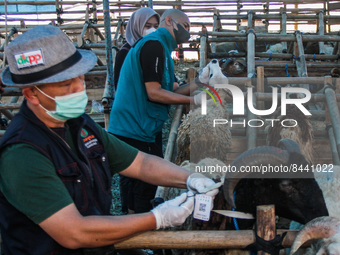 Officers from the Bandung City Food Security and Agriculture Service (DKPP) checked the health of livestock for sale ahead of Eid al-Adha on...