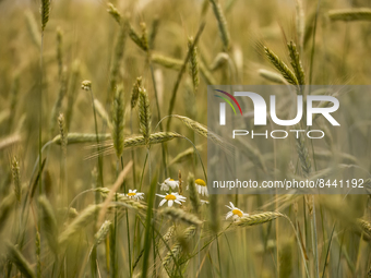 Wheat field in Kyiv region, Ukraine. June 23, 2022 (