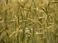 Wheat field in Kyiv region, Ukraine. June 23, 2022 (