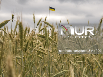 Ukrainian flag among the wheat field in Kyiv region, Ukraine. June 23, 2022 (
