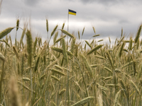 Ukrainian flag among the wheat field in Kyiv region, Ukraine. June 23, 2022 (