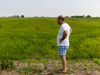 Fabrizio Rizzotti, rice producer for six generations and Coldiretti representative, controls the fields suffering from lack of water. Rice n...