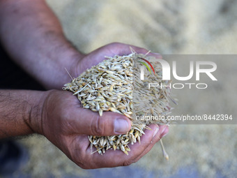 A Ukrainian farmer shows barley grains after harvest at a grain storage in Odesa region, Ukraine 22 June 2022. 7 million tonnes of wheat, 14...