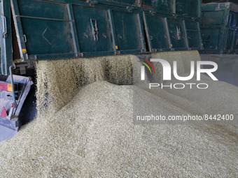 A truck driver unloads barley grains after harvest to a grain storage in Odesa region, Ukraine 22 June 2022. 7 million tonnes of wheat, 14 m...