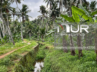 Banana plantation in Ooruttambalam, Kerala, India, on May 13, 2022. (
