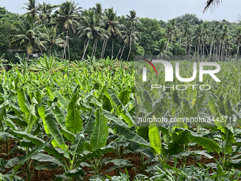 Banana plantation in Ooruttambalam, Kerala, India, on May 13, 2022. (